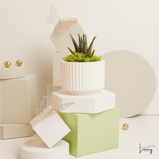 Claraluna Vasetto a righe con Piantina con base