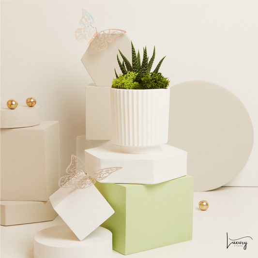 Claraluna Vasetto a righe con Piantina con base