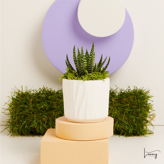 Claraluna Vasetto con Piantina